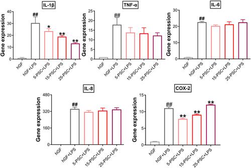 Figure 6 Effect of PSC on P. gingivalis LPS-induced inflammatory response in hGFs. Gene expression (mRNA levels) of IL-1β, TNF-α, IL-6, IL-8, and COX-2 were quantified in PSC-treated hGFs stimulated with P. gingivalis LPS using quantitative reverse transcription-polymerase chain reaction. Histograms show means ± SD from three independent experiments. ##P < 0.01 compared with hGF negative control; *P < 0.05, **P < 0.01 compared with hGF+LPS positive control.
