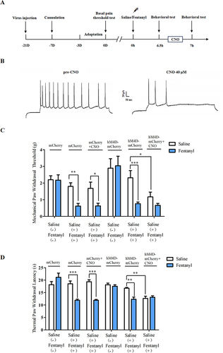 Figure 6 Behavioral performance in rats before and after chemogenetic inhibition. (A) The experimental schematic diagram of chemogenetics. (B) Action potentials of hM4D-mCherry-expressing neurons in the PL-mPFC were recorded in current-clamp mode before and after CNO (40 μM) incubation. (C) The mechanical paw withdrawal threshold in each group before and after CNO (0.5 μM, 0.5 μL) injection (unpaired t-test; mCherry vs mCherry + CNO: P > 0.05 in saline-treated group, n = 4; hM4D-mCherry vs hM4D-mCherry + CNO: P < 0.05 in saline-treated group, n = 4). (D) The thermal paw withdrawal latency in each group before and after CNO injection (unpaired t-test; mCherry vs mCherry + CNO: P > 0.05 in saline-treated group, n = 4; hM4D-mCherry vs hM4D-mCherry + CNO: P < 0.01 in saline-treated group, n = 4). *P < 0.05, **P < 0.01, ***P < 0.001.