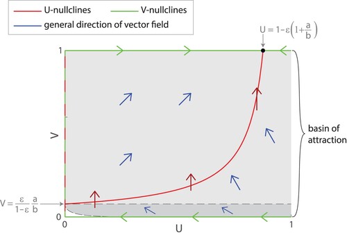 Figure 7. Basin of attraction for the stable node (1−ε(1+a/b),1). We can observe that all trajectories starting in the light grey region with U>0 and V>(ε/(1−ε))(a/b) have positive dV/dt and are repelled from the line of equilibria at U=0, so they are guaranteed to approach the stable node (1−ε(1+a/b),1). From numerical simulations, we find that the basin of attraction includes an additional region in dark grey below the dashed line V=(ε/(1−ε))(a/b). (Note that this figure is not drawn to the correct scale as in Figure 6. It is drawn to the scale of Figure 5.).
