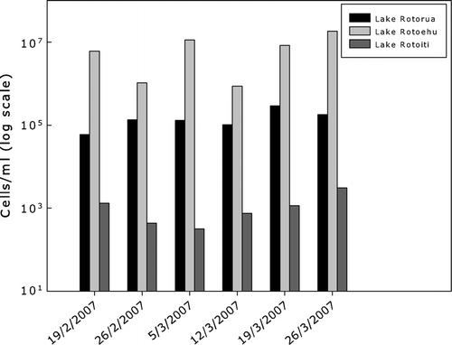 Figure 3  Microcystis spp. concentration (log scale) in water samples collected over a 6-week period from the three Rotorua lakes.