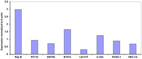 Figure 1. DNMT1 expression in 8 cell lines from various histological sources normalized to β-actin expression. RaijB is a Burkits lymphoma, RT112 and SW780 are bladder cancer, BT474 and C-33A are cervix carcinoma, LS174T is colon cancer, PANC-1 is pancreatic cancer and HEC-1A is endometrial cancer. The SEM in all assays was less <15%. No statistically significant differences were observed between cell lines with a different pathological origin.