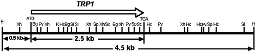 Fig. 1. Restriction map of an insert DNA in the recombinant plasmid pGEM7+/TRP1.