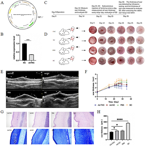 Figure 5 Animal level validation. (A) Construction of pGMLV-SC5 RNAi sequence vector. (B) shTNC can significantly reduce the gene expression of TNC in rabbit ear scars. (C) Animal Experiment Flow Chart. (D) Digital photos showing the process of wound healing. (E) Scar ultrasound on the 35th day. (F) Dynamic monitoring and analysis chart of scar thickness. (G and H) The degree of collagen deposition was evaluated by H&E and Masson’s trichrome staining. The thickness of scar hyperplasia in the Ad-TNC group was significantly reduced compared to the Ad-NC and PBS groups (p<**0.05) and extremely significantly reduced compared to the BC group (p<***0.001).