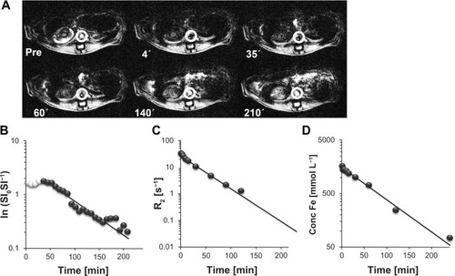 Figure 4 Comparison of different methods to determine the CDX–SPIO20 blood half-life. (A) T2*-weighted transversal MR images were acquired pre and post injection of CDX–SPIO20 application iv in rats and are shown here at representative time points. (B) Signal intensities pre (SI0) and post injection (SI) of the aorta (white circles in A) were analyzed to obtain blood clearance. The first values (white spheres) with constant low signal intensities were not used for the fit. (C) R2 relaxation rates of plasma samples taken from 3 minutes to 360 minutes were determined at 40°C and 1.41 T in a time-domain NMR. (D) The iron concentrations in the same plasma samples were measured by ICP–OES.Note: The values were plotted versus time and fitted by single-order kinetics.Abbreviations: CDX, carboxydextran; ICP-OES, inductively coupled plasma optical emission spectroscopy; iv, intravenous; MR, magnetic resonance; R, relaxation rate; SI, signal intensity; SPIO, superparamagnetic iron oxide nanoparticle.