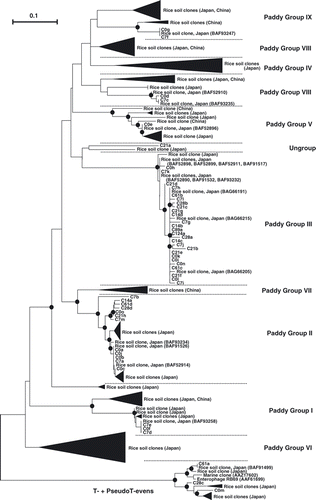 Figure 3 Neighbor-joining phylogenetic tree comparing g23 amino acid sequences of clones obtained in the present study with those of soil and rice straw clones in paddy fields (Cahyani et al. 2009; Fujii et al. 2008; Jia et al. 2007; Wang et al. 2009a,b,c). The filled circles indicate internal nodes with at least 50% bootstrap support. The scale bar represents the abundance of amino acid substitutions per residue. The filled triangles indicate the clusters of soil and rice straw clones in paddy fields (Cahyani et al. 2009; Fujii et al. 2008; Jia et al. 2007; Wang et al. 2009a,b,c).