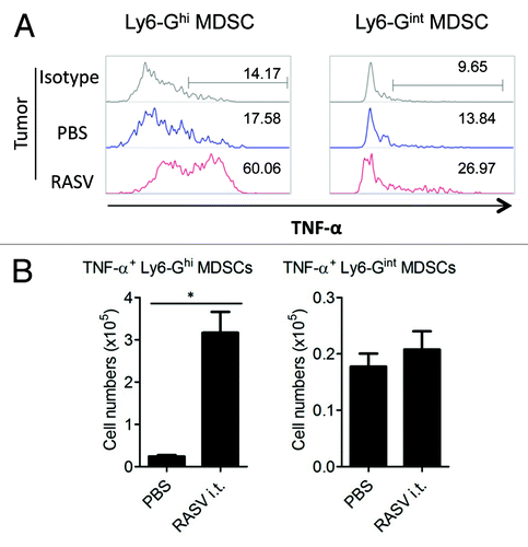 Figure 2. Intratumoral injection of RASV induced Ly6-Ghigh granulocytic MDSCs highly secreting TNF-α in the tumor. Tumor-infiltrating cells were stimulated with 200 ng/ml LPS for 2 h, and then, TNF-α secretion by Ly6-GhighLy6-Cinter and Ly6-GinterLy6-Chigh MDSCs was analyzed by intracellular staining. (A) Percentages of TNF-α+ MDSCs in the tumor. (B) The absolute number of TNF-α+ MDSC subsets in the tumor. *p < 0.05. Adapted from Hong et al.Citation15