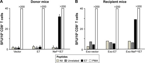 Figure 5 E7-specific CD8+ T-cell immunity induced in mice by injection of exosomes from mice inoculated with Nefmut/E7 DNA vector.Notes: Donor C57 Bl/6 mice (8 per group) were inoculated two times with the indicated DNA vectors, and 10 days after the last inoculation PBMCs were recovered from retro-orbital bleeding and tested in IFN-γ Elispot assay for the presence of E7-specific CD8+ T-cells. In panel A the mean + SD of SFU/105 cells as calculated from a representative of 2 experiments are shown. Two days later, the mice were sacrificed and exosomes were isolated from plasma by differential centrifugation. Equivalent amounts of these exosomes were then inoculated in syngeneic mice (3 per group) three times. Ten days after the last inoculation splenocytes were tested by IFN-γ Elispot assay carried out in triplicate. In panel B the means of SFU/105 cells as calculated from two independent experiments are shown. PMA: cells incubated with 5 ng/mL PMA and 500 ng/mL ionomycin.Abbreviations: PBMCs, peripheral blood mononuclear cells; PMA, phorbol 12-myristate 13-acetate; SD, standard deviation; SFU, spot-forming unit.