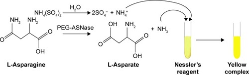 Figure 1 Hydrolysis of L-Asn by nanostructured PEG-ASNase and NH3 reacted with the Nesser’s reagent.Abbreviations: PEG-ASNase, PEGylated asparaginase; L-Asn, L-asparagine.
