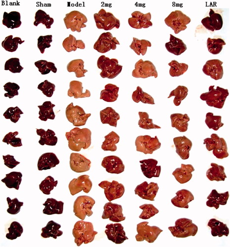 Figure 7. Liver observation photo.