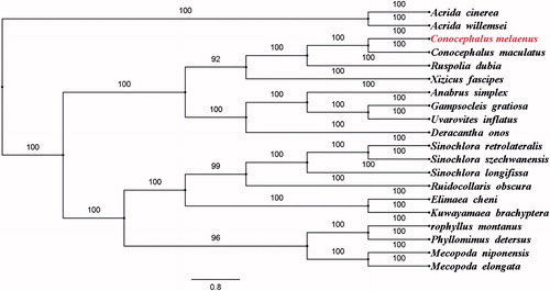Figure 1. The Bayesian inference phylogenetic tree of the Conocephalus melaenus in this study and other 19 species including 17 from Tettigoniidae and two outgroup species based on mitochondrial PCGs and rRNAs concatenated dataset. The GenBank accession numbers for tree construction is listed as follows: Acrida cinerea (GU344100), Acrida willemsei (EU938372), Anabrus simplex (NC_009967), Conocephalus maculatus (NC_016696), Deracantha onos (NC_011813), Elimaea cheni (NC_014289), Gampsocleis gratiosa (NC_011200), Kuwayamaea brachyptera (NC_028159), Mecopoda elongata (NC_021380), Mecopoda niponensis (NC_021379), Orophyllus montanus (KT345951), Phyllomimus detersus (NC_028158), Ruidocollaris obscura (NC_028160), Ruspolia dubia (NC_009876), Sinochlora longifissa (NC_021424), Sinochlora retrolateralis (KC467056), Sinochlora szechwanensis (KX354724), Uvarovites inflatus (NC_026231) and Xizicus fascipes (NC_018765).