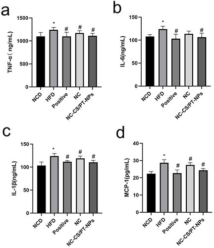 Figure 7 Effects of NC-CS/PT-NPs on pro-inflammatory factors in the colon of NAFLD mice. (a) TNF-α levels in colon tissues of mice. (b) IL-6 levels in colon tissues of mice. (c) IL-1β levels in colon tissues of mice. (d) MCP-1 levels in colon tissues of mice. Compared with NCD group, *p<0.05; compared with HFD group, #p<0.05.
