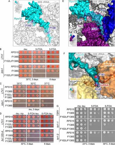 Figure 3. The rps15-F102L/F138S double mutation is genetically linked to LTV1 and TSR1. (A) The amino acid exchange F138S is located at the C-terminus of Rps15, whereas the second mutation F102L is positioned in the globular domain at which the C-terminus emerges ([Citation45], PDB 6Y7C). (B) Genetic interaction between the Δltv1 null allele and the double mutant rps15-F102L/F138S. The Δrps15 and Δrps15 Δltv1 strains carrying the wild-type plasmid URA3-RPS15 as well as a LEU2-plasmid encoding RPS15, rps15-F138S or rps15-F102L/F138S, respectively, were spotted onto SDC-leu plates and plates containing 5-FOA and were incubated at 30°C for 3 and 6 days. (C) In the Δltv1 strain, the RPS15-mutation F138S leads to cold sensitivity. The shuffled Δrps15 and Δrps15 Δltv1 strains, shown in B, containing only a LEU2-plasmid encoding RPS15, rps15-F138S or rps15-F102L/F138S were spotted onto SDC-leu plates and incubated for 3 days at the indicated temperatures. (D) Genetic interaction between the phosphorylation deficient ltv1 mutant (ltv1-SS>A) and RPS15. The Δrps15 Δltv1 cells carrying URA3-RPS15 and LEU2-LTV1 or LEU2-ltv1-SS>A as well as a TRP1-plasmid with RPS15, rps15-F138S or rps15-F102L/F138S, respectively, were spotted onto SDC-leu-trp plates (-leu -trp) and plates containing 5-FOA and lacking leucine (5-FOA-leu) and were incubated at 30°C for 3 and 6 days. (E) Rps15 is in contact with Rio2 and Tsr1 in the structure of the pre-40S particle ([Citation45], PDB 6Y7C). Rps15 is coloured in teal, Rio2 in blue and Tsr1 in purple. Parts of Tsr1 are more transparent to reveal the C-terminus of Rps15 behind Tsr1. (F) The Rps15 C-terminal tail is positioned between the A- and P-site tRNAs in the post-decoding pre-translocation translating human ribosome ([Citation41], PDB 6Y0G). The indicated position K145 (C-terminal residue of human RPS15) corresponds to yeast K142, the indicated F141 corresponds to yeast F138. (G) Genetic interaction between TSR1 and RPS15. The double knockout strain Δrps15 Δtsr1 carrying URA3-RPS15 and URA3-TSR1 as well as combinations of LEU2-plasmids with TSR1, tsr1-1, tsr1-2 and the HIS3-plasmids with RPS15, rps15 F138S or rps15 F102L/F138S were spotted onto SDC-his-leu plates (-his -leu) and plates containing 5-FOA and were incubated at 23°C or 30°C for 3 days.