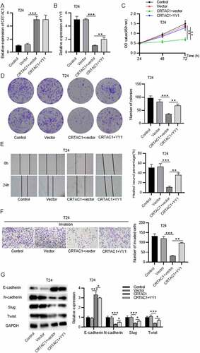 Figure 5. CRTAC1 inhibits malignant behaviors of bladder cancer cells by downregulating YY1.