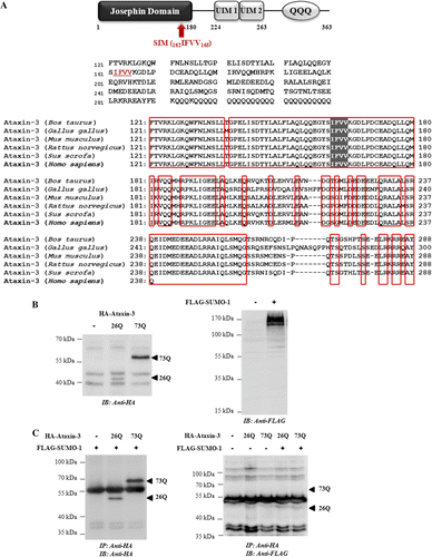 Figure 1.  Ataxin-3 is not covalently modified by SUMO-1. (A) A schematic representation of functional domains in ataxin-3 (top). Domain analysis was carried out using PROSITE (http://prosite.expasy.org/). Josephin domain (1–180) contains DUB activity, and UIMs (224–243, 244–263) are responsible for ubiquitin binding. QQQ denotes polyglutamine repeats. The proposed SIM sequence (IFVV) located within the ‘Josephin’ domain, indicated by shaded box, is highly conserved among mammalian and vertebrate species (bottom): bovine (Bos Taurus), chicken (Gallus gallus), rodent (Mus musculus, Rattus novergicus), swine (Sus scorfa), and human (Homo sapiens). (B) To confirm the expression, HA-ataxin-3 (26Q or 73Q) or FLAG-SUMO-1 was transfected into cells. After 48 h, cells were harvested, lysed, and analyzed by immunoblot analysis using anti-HA antibody (ataxin-3) and anti-FLAG antibody (SUMO-1), respectively. (C) To detect SUMO conjugated ataxin-3, cells were co-transfected with ataxin-3 and SUMO-1. Cell lysate was subjected to immunoprecipitation with anti-HA agarose beads followed by immunoblot with anti-HA antibody to ensure that ataxin-3 proteins were properly isolated (left) or anti-FLAG antibody to detect SUMOylated forms (right).