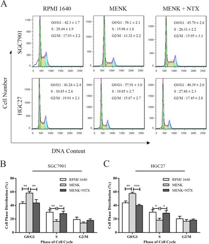 Figure 3 Effect of MENK on cell cycle of SGC7901 and HGC27 cells in vitro.Notes: (A) The cells of each group, after being treated with MENK for 48 hours, were harvested and tested for cell cycle analysis. The ratio of cell cycle phase was examined by flow cytometry. (B and C) Cell phases distribution were shown by the values gated %. In all graphs, results represent the mean±SD of three independent experiments (*P<0.05, **P<0.01, ***P<0.001).Abbreviations: MENK, methionine enkephalin; NTX, naltrexone.