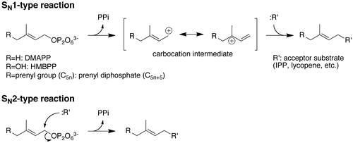 Figure 4. Prenyltransfer reactions via the SN1 and SN2-type mechanisms.