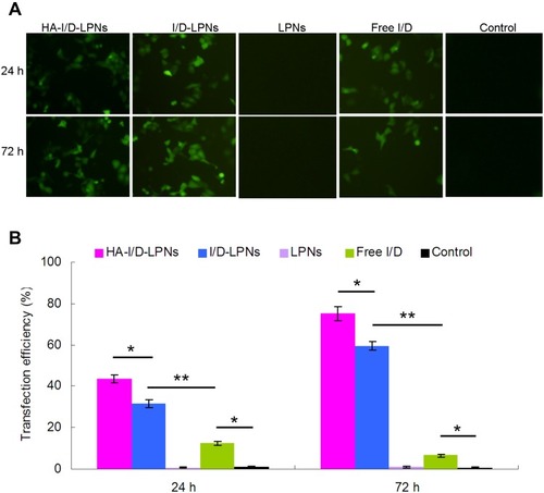 Figure 6 In vivo gene transfection efficiency of LPNs evaluated by fluorescent images (A) and flow cytometry (B). Data are presented as mean ± SD, n=8. *P < 0.05; **P < 0.01. For gene loaded LPNs groups, better transfection efficiencies were achieved at 72 h than 24 h. This could be explained by the sustained release of the LPNs. On the contrary, free I/D showed weaker fluorescence at 72 h than 24 h.