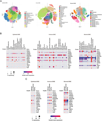 Figure 8 The cell distribution and expression of the hub genes in UC. (A) The single-cell profiles partitioned into three compartments (epithelial, immune and stromal) including 51 subsets by clustering of colon biopsies from UC patients and healthy individuals. Shown is t-Stochastic Neighborhood Embedding (t-SNE) of cells colored by cell subset. (B) The cell subset distribution and expression of hub genes in three compartments. (C) The disease state (healthy, non-inflamed, or inflamed) distribution and expression of hub genes in three compartments.