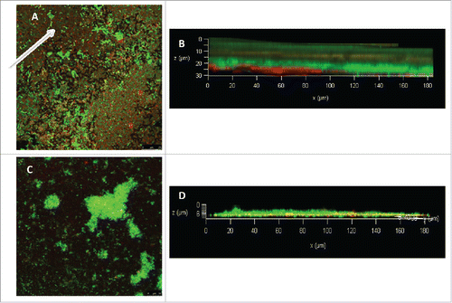 Figure 3. CLSM images of P. aeruginosa N6P6 biofilm growth. (A) Untreated, without tannic acid (arrow indicating EPS portions); (B) Z stack image of untreated biofilm; (C) Biofilm treated with 0.3 mg/ml tannic acid; (D) Z stack image of tannic acid (0.3 mg/ml) treated biofilm. Red stained area was significantly reduced in tannic acid treated biofilm indicating no or very less EPS. The bacterial cells were not affected as their number did not reduce after tannic acid treatment (green stained).