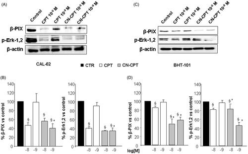 Figure 5. Effect of CPT and CN-CPT on β-PIX expression and Erk1,2 phosphorylation in CAL -62 (A), and BHT-101 (C). Cells were treated with CPT or CN-CPT (10−8 and 10−9 M) for 48 h. CPT and CN-CPT were replenished every 24 h (48 h culture: 24 + 24 h) without changing the culture medium. The same blots were probed with anti β-actin antibody as a control. (A, C): Western blot analysis from a representative experiment. (B, D): Densitometric analysis of β-PIX expression and Erk1,2 phosphorylation expressed in arbitrary units; data are expressed as means ± SEM (n = 3) and shown as % of the controls. §p < 0.05 significantly different from untreated cells; *p < 0.05 significantly different from treated cells at the same concentration.