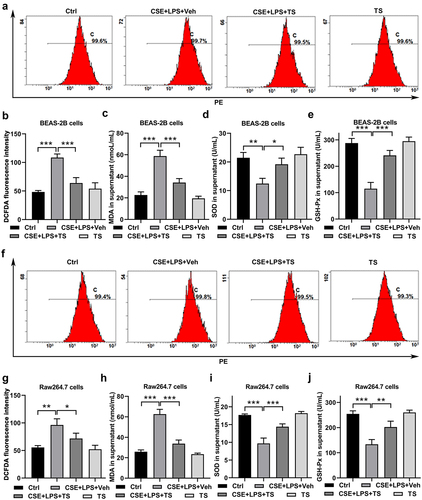 Figure 4. TS treatments mitigated the oxidative stress caused by CSE and LPS in normal human lung cells and mouse macrophages.