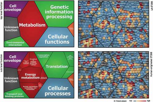 Figure 3. Functional categories and relative abundance of identified extracellular proteins from the investigated LA-ST398 and human-originated ST398 S. aureus strain. Voronoi treemaps in the panels on the left show the “top level functions” (TIGRfam level 1) and “sub level functions” (TIGRfam level 2). The different functional categories are marked in different colors, and the size of each functional category is proportional to the number of identified proteins with the respective function. Voronoi treemaps on the right represent the relative abundance of individual extracellular proteins from LA-ST398 strains (top-right panel) or human-originated ST398 strains (bottom-right panel). Each protein is represented by a polygon-shaped tile and its relative average protein abundance is indicated in color code.