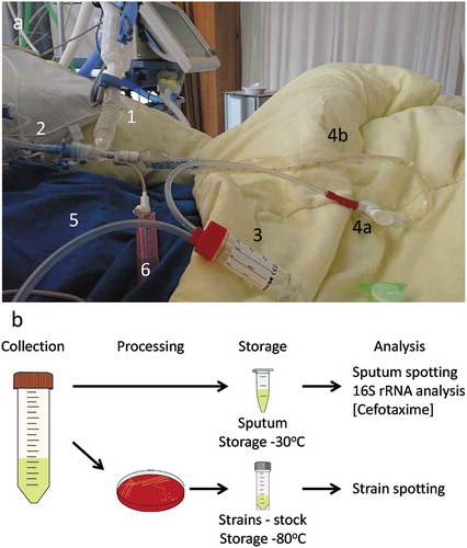Figure 1. Schematic representation of sputum collection and sample processing, storage and analysis. (a) Image of sputum collection from a mechanically ventilated patient. A mechanical ventilation machine [1] supplies the intubated patient [2] with warm humidified air. Sputum is collected by attaching an external collection tube [3] to a tube (4a-b) that is connected to the intubation tube. The tube on the other end [5] of the collection tube is connected to a vacuum pump. The vacuum can be applied to this closed system by pressing a button (4a), and the tube for sputum collection (4b) is then inserted into the patient’s lungs. Some saline [6] can simultaneously be introduced into the lung to ease the sputum extraction. (b) Schematic representation of the workflow following sputum collection. The collected sputum is (i) processed for storage and further analyses (i.e. spotting on indicator bacteria, determination of residual antibiotics and 16S rRNA analysis), and (ii) plated for collection of microorganisms present in the sputum and subsequent assessment of the production of antimicrobial agents (i.e bacteriocins) by spotting on plates with indicator bacteria.