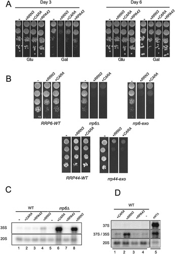 Figure 1. Over-expression of Rrn3 and CARA fusion is toxic in exosome mutants and leads to 35S rRNA accumulation. (A) Overexpression of Rrn3 and CARA impacts cell growth. Wild-type (WT) strains were transformed with plasmids over-expressing either Rrn3, CARA or Rpa43 under the control of galactose-dependent promoter. Ten-fold serial dilutions were seeded on both galactose containing media and glucose containing media. Growth was assessed after three and six days at 30°C. (B) The exonucleolytic activities of Rrp6 and Rrp44 are essential when CARA or Rrn3 are over-expressed. Ten-fold dilutions of WT, rrp6Δ, rrp6-exo and rrp44-exo strains over-expressing either Rrn3 or CARA under the control of galactose dependent promoter were seeded onto media. Growth was assessed after three days at 30°C. (C) 35S rRNA is accumulated upon overexpression of Rrn3 and CARA. Total RNAs from WT or rrp6Δ strains overexpressing either CARA, Rpa43 or Rrn3 were extracted, separated by gel electrophoresis and transferred to a nylon membrane. The accumulation of the 35S and 20S rRNAs was then revealed using oligonucleotide #1833 as probe (supplementary table 3). (D) Cleavage of the primary transcript at B0 site occurs upon over-expression of Rrn3 or CARA. Total RNAs from strains overexpressing CARA, Rrn3 or Rpa43 were analyzed by northern blot. 37S rRNA was specifically detected using oligonucleotide #1885 as probe.