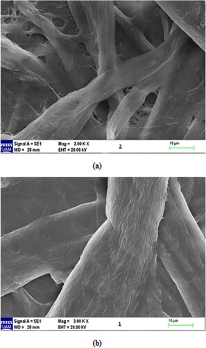 Figure 2. SEM of the new membranes (a) cellulose, (b) 5.25% (w/v) (PVA-co-PE)/cellulose membrane. Magnification: 3000× for (a) and (b).