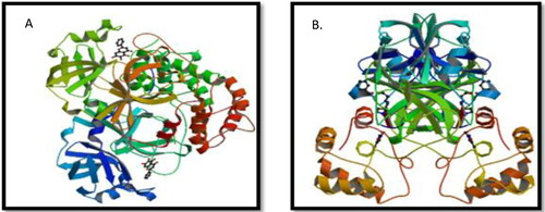 Figure 4. SARS-CoV-2 proteases A SARS-CoV-2 3CL protease (3CL pro) in complex with a novel inhibitor (PDB code 6M2N). B The crystal structure of COVID-19 main protease (Mpro) in complex with an inhibitor N3 (PDB code: 6LU7) (PDB databse).