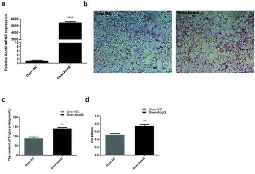 Figure 4. Effects of the overexpression of the Acot2 gene on the lipid droplet accumulation and triglyceride content. (a) Overexpression level verification. (b) On the 8th day of adipogenic differentiation with the oil red O staining. The red part represents lipid droplets (200 ×). (c) The content of triglyceride in the control and overexpression groups was determined on the 8th day of differentiation. (d) Determination of the optical density of the oil red O extract at 490 nm on the 8th day of differentiation in the control and overexpression groups (lipid drop quantification) (**P < 0.01, ***P < 0.001, Over-NC is the control group, Over-Acot2 is the overexpression group)