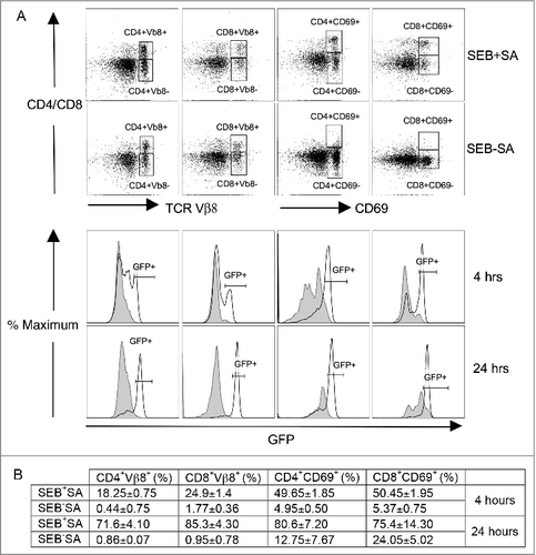 Figure 1. Superantigens rapidly produced in vivo during staphylococcal pneumonia cause robust T cell activation. HLA-DR3.Nur77-eGFP transgenic mice were intra-tracheally challenged with SEB-producing S. aureus strain IDRL-7419 (SEB+SA) or the non-SEB-producing isogenic strain, IDRL-7420 (SEB-SA). Mice were sacrificed 4 and 24 hours later, spleens harvested and stained with anti-CD4, anti-CD8, anti-Vβ8 and anti-CD69 antibodies. The expression of eGFP within the TCR Vβ8+ (left half) and CD69+ (right half) CD4+ and CD8+ T cell subsets was analyzed by flow cytometry. (A) Representative dot plots at 24 hours showing the gating strategy. Histogram plots show the expression of GFP within CD4+ TCR Vβ8+ and CD8+ TCR Vβ8+ gated cells or GFP expression within CD4+ CD69+ and CD8+ CD69+ gated cells. Gray filled dotted lines represent GFP expression in cells from mice challenged with IDRL-7420 (SEB-SA) and solid black lines represent GFP expression in cells from mice challenged with IDRL-7419 (SEB+SA). Plots from one representative set of experiment is shown. (B) Table shows the percentage (mean ± SE) of GFP positive cells within the gated cells at indicated time points in the histogram plots from panel A, from two mice in each group.
