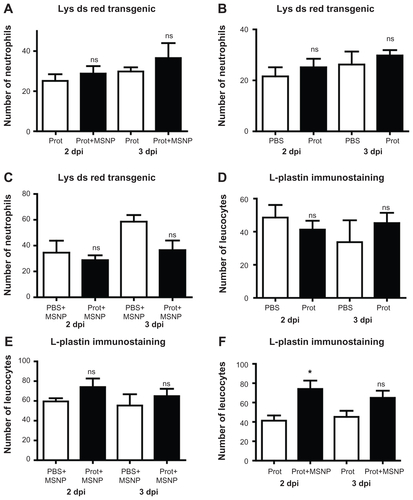 Figure S2 (A) Number of neutrophils 2 and 3 days post injection (dpi) with proteins (prot) or mesoporous silica nanoparticles (prot+MSNP). (B) Number of neutrophils 2 dpi and 3 dpi of phosphate-buffered saline (PBS) and protein. (C) Number of neutrophils 2 dpi and 3 dpi of MSNPs with or without proteins. (D) Number of leukocytes 2 dpi or 3 dpi of MSNP+PBS or proteins+MSNP. (E) Number of leukocytes 2 dpi or 3 dpi of protein or protein+MSNP. (F) Number of total leukocytes 2 dpi or 3 dpi of PBS or protein. Note that the protein means the macrophage colony-stimulating factor and receptor for necrosis factor ligand loaded into the nanoparticles, which in turn are suspended in PBS.Note: *P < 0.1.Abbreviation: ns, not significant.