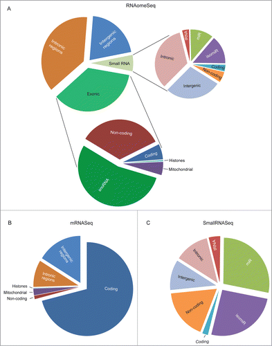 Figure 3 (See previous page). The proportion of RNA species found in mES cells. (A). The proportion of RNA classes detected by the RNAomeSeq protocol with a minimum of one read per million found across all biological replicates from at least one of the experimental groups. Detecting small RNA classes (right panel): tRNA fragments (0.2%), small coding (0.2%), small non-coding (0.3%), mature microRNA (miR) (0.7%), microRNA isoforms (isomiR) (0.9%), small intergenic (1.7%), small intronic (2.0%); and long RNA classes (left panel): non-coding transcripts also containing complete tRNAs (12.2%), coding transcripts (2.2%), snoRNA (19.4%), mitochondrial (1.9%), histones (0.2%), intronic region (37.4%), intergenic region (20.7%) classes. (B). The proportion of RNA species detected by the mRNASeq protocol with a minimum of 5 reads found across all biological replicates from at least one of the experimental groups. Detecting coding transcripts (71.0%), non-coding transcripts (1.2%) and reads from mitochondrial (2.3%), histones (0.1%), intronic regions (9.3%) and intergenic regions (16.2%). (C). The proportion of small RNA species detected by the smallRNASeq protocol with a minimum of 5 reads found across all biological replicates from at least one of the experimental groups. Detecting small RNA classes: tRNA fragments (4.0%), small coding (2.0%), small non-coding (17.6%), mature microRNA (miR) (27.9%), microRNA isoforms (isomiR) (25.7%), small intergenic (10.6%) and small intronic (12.1%). The indicated % represents the total aligned RNAs from that particular class compared to the total number of reads, excluding rRNA reads.