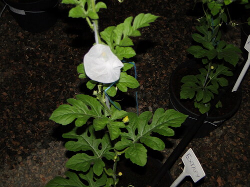 Figure 3. Restricted pollination treatment: a watermelon flower is bagged throughout its life to prevent honey bee visitation.