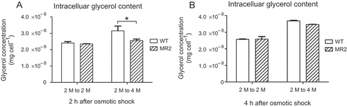 Fig. 8. Intracellular glycerol content of D. tertiolecta wild-type and MR2 strain in response to osmotic shock. WT (blank): D. tertiolecta wild-type; MR2 (slash): DtMAPK knock-down MR2 strain. 2 M to 2 M: iso-osmotic control from 2 M NaCl to 2 M NaCl; 2 M to 4 M: hyper-osmotic shock treatment from 2 M NaCl to 4 M NaCl.