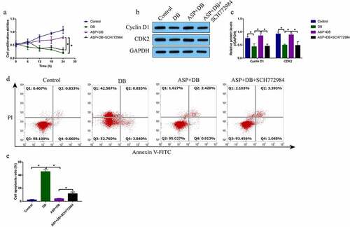 Figure 4. ASP regulated the MEK/ERK pathway to exerted its protective effects in DB treated hepatocytes. (a) SCH772984 suppressed cell proliferation in ASP and DB co-treated hepatocytes, as determined by MTT assay. (b, c) The expression levels of cyclin D1 and CDK2 were determined by western blot analysis. (d, e) FCM assay was used to evaluate cell apoptosis ratio in hepatocytes. each experiment had 3 repetitions, and * P < 0.05