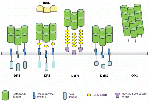 Figure 1 TRAIL receptors. Ligand binds to cysteine-rich domains. The death receptors have death domains that provide interactions with intercellular proteins to induce apoptotic signaling. Figure based on Almodovar et al.Citation10