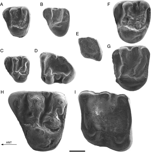 FIGURE 7. A–B, Hylopetes sp. from Kılçak 0 and 0”. A, Ki0"-11, P4; B, Ki0-11, P4. C–D, Aliveria luteyni from Kaplangı 1. C, Kap1-122, D4; D, Kap1-127, m3. E, Blackia sp. from Sarıçay. SC-131, m1. F–G, Miopetaurista cf. dehmi from Harami 1. F, Har1-1732, P4; G, Har1-1736, M1/2. H–I, Albanensia albanensis from Sarıçay. H, SC-141, P4; I, SC-147, m1. All images reversed except B. Scale bar equals 1 mm.