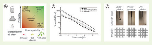 Figure 1. Factors affecting printability. (A) The biofabrication window, finding a balance between printability and biocompatibility [Citation85]. Reproduced with permission of Springer. (B) Graph depicting the shear-thinning behavior (viscosity decreasing with shear rate) of a gellan gum–alginate bioink [Citation86]. Reproduced with permission from John Wiley & Sons Inc. (C) Extrusion of gelatin–alginate strand illustrating printability, with undergelation resulting in a droplet morphology and a lattice with truncated corners, ideal-gelation results a smooth uniform strand with square lattice and overgelation results in an inconsistent strand thickness [Citation82] © IOP Publishing. Reproduced with permission. All rights reserved.