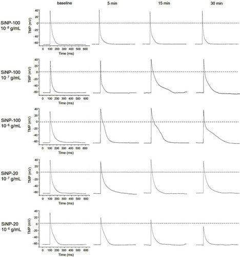 Figure 1 Representative recordings showing the effects of SiNP-100 and SiNP-20 on the transmembrane potential (TMP) of cultured neonatal mice ventricular myocytes. Note that both SiNPs did not affect the resting potential (RP), but substantially affected the action potential (AP) in a concentration- and time-dependent manner. SiNP-20 at 10−8 g/mL had no effect on the TMP (not shown).