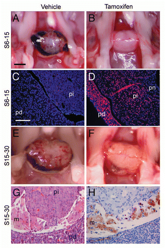 Figure 5 Reactivation of p27Kip1 expression in p27S−/S−;CreER mice. Dorsal view of pituitary (A) from p27S−/S−;CreER+ (inducible knock-on) mice treated with vehicle (A) or tamoxifen (B) at 6 weeks of age and harvested at age 15 weeks (group S6–15). Immunostaining shows absence of p27 in vehicle-treated control pituitary (C), compared to tamoxifen-treated animals (D). Pituitaries from p27S−/S−;CreER+ mice are pathologically enlarged in mice treated with vehicle at 15 weeks of age (E) and observed at 30 weeks of age (group S15–30). Comparable treatment with tamoxifen (F) led to resolution of hemorrhage. An H&E stained section (G) of a tamoxifen-treated mouse pituitary (S15–30 treatment group) shows resolution of hemorrhage and the infiltration of macrophages (m) into Rathke's pouch, which (H) stain positive for CD34 immunoperoxidase (hematoxylin counterstain). Black scale bar = 1 mm (applies to parts A, B, E and F); white scale bar = 100 µm (applies to C, D, G and H). pd, pars distalis; pi, pars intermedia; pn, pars nervosa.