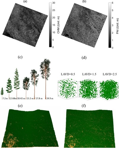 Figure 14. Estimated KEA CHM with spatial resolution of 0.5 m (i.e. DSM-DEM) (a) and KEA PAI with spatial resolution of 2 m from LiCHy-LiDAR (b); pine trees with heights of 7.2, 12.68, 18.42 m, respectively, and birch trees with heights of 13.2, 17.8 and 24.9 m, respectively (c); three typical cells with different amounts of leaves with leaf area volume density (LAVD) of 0.5, 1.5 and 2.5, respectively (d); reconstructed 3D scene using individual-tree approach (e); reconstructed 3D scene using voxel-based approach (f).