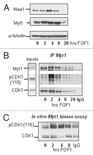 Figure 6 FGF signaling modulates the activity of Myt1 kinase. RCS cells were treated with FGF1 for indicated periods of times. (A) 20 µg of total cellular protein were analyzed by SDS-PAGE followed by immunoblotting for anti-Wee1 and anti-Myt1 antibodies. Equal amount of protein loading was confirmed by α-tubulin immunodetection. (B and C) Lysates were prepared and normalized by the amount of total cellular protein and subjected to immunoprecipitation with anti-Myt1 antibody as described in Materials and Methods. 10% of input and 50% of immunoprecipitated samples were analyzed by immunoblotting with anti-Myt1, anti-CDK1 or anti-phospho-CDK1(Y15) antibody. Control immunoprecipitation (*) was done using agarose A beads. (C) Kinase activity of immunoprecipitated Myt1 complexes was assayed in vitro. Recombinant cyclin B1/CDK1 complex was used as a substrate for Myt1 immunoprecipitates and phosphorylation of CDK1 was monitored by immunoblotting using anti-phospho-CDK1(Y15) antibody. Note that under these conditions endogenous CDK1 and phospho-CDK1(Y15) were not detectable in Myt1 immunoprecipitates.