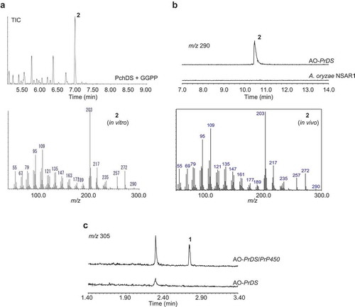 Figure 2. GC-MS and LC-MS profiles of the extracts from enzymatic reaction and heterologous expression.(a). GC-MS profile of PchDS reaction. Upper panel: chromatogram showing total ion current (TIC). Lower panel: MS spectrum of 2. (b). GC-MS profile of metabolites extracted from AO-PrDS and A. oryzae NSAR1. Upper panel: chromatograms extracted at m/z 290. Lower panel: MS spectrum of 2. (c). LC-MS profile of AO-PrDS and AO-PrDS/PrP450. Chromatograms are extracted at m/z 305.