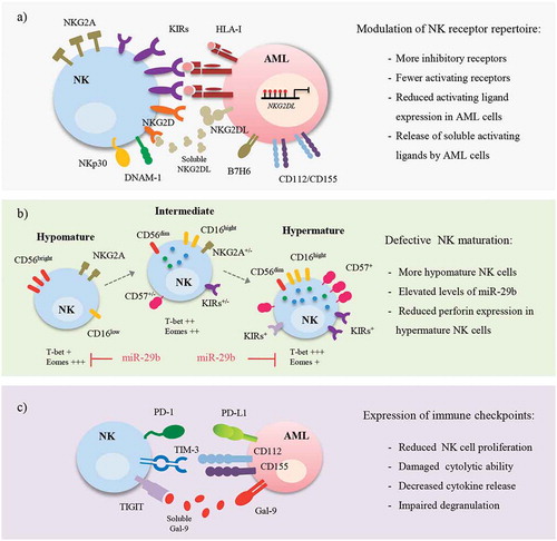 Figure 1. Critical role of tumor microenvironment in NK-AML recognition. AML cells can create an immunosuppressive microenvironment that avoids recognition mediated by NK cells, triggering tumor immune escape. This tumor microenvironment results in decreased activity of NK cells by several mechanisms: a) Modulation of the NK receptor repertoire. NK functions are exhaustively regulated by the balance between activating and inhibitory receptors. However, during AML development the repertoire of NK cells is modified, reducing the level of expression of activating receptors (NKG2D, DNAM-1, NKp30) and increasing that of inhibitory receptors (KIRs and NKG2A). Additionally, ligands for NKG2D-activating receptor (NKG2DL) can be regulated by DNA methylation (red circles), reducing its level of expression on the cell surface of AML cells, or they can be released into the tumor environment in a soluble form that promotes the internalization and degradation of NKG2D; b) Defective NK maturation. NK cells of some AML patients feature defects in their maturation. AML patients show three different NK maturation profiles: hypomaturation (CD56bright/dim KIRs− CD57−), intermediate (CD56dim KIR−/+ CD57−/+) and hypermaturation (CD56dim KIRs+ CD57+). Elevated levels of miR-29b in AML patients reduce the cytotoxic ability of hypermature NK cells, indicating a poor level of recognition of tumor cells, and damage NK maturation, thereby increasing the number of hypomature NK cells; and c) Lysis inhibition by immune checkpoints. PD-1, TIM3 and TIGIT expressed on the cell surface of NK cells, recognize their ligands (PD-L1, Gal-9, or CD112/CD155 respectively), which are expressed on the cell surface of AML cells. As a consequence, activating pathways involved NK cell regulation (PI3K, ERK, PKCƟ) are inhibited, promoting NK cell anergy.