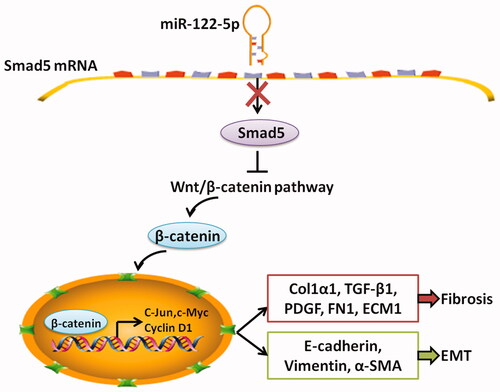 Figure 8. The mechanistic scheme of miR-122-5p in peritoneal fibrosis. As a negative transcriptional regulator of Smad5, miR-122-5p overexpression led to decreased expression of Smad5 in peritoneum. The decreased Smad5 promoted canonical Wnt/β-catenin signaling. As a result, peritoneal fibrosis and epithelial–mesenchymal transition (EMT) were accelerated.