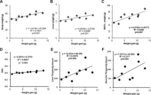 Figure 4 The relationship between weight gain versus body weight (A), liver weight (B), WATs(C), BMI (D), liver TG (E) and the sum of each muscle TG (F) of diabetic control group in DIO mice.