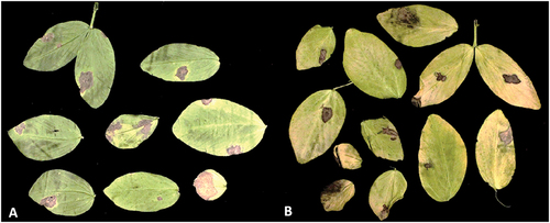 Fig. 1 (Colour online) Field samples of Stemphylium blight on faba bean leaves caused by Stemphylium eturmiunum at Rosthern (A) and Melfort (B), Saskatchewan.