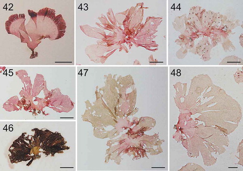 Figs 42–48. Habit of Hawaiian specimens of Martensia albida. Fig. 42. Thallus with a thickened band of network; voucher specimen BISH 776275 (ARS 02934). Fig. 43. A tetrasporic thallus with a thin and broadened network; voucher specimen BISH 776285 (ARS 09466). Fig. 44. A female gametophyte with a thin and extensive network; voucher specimen BISH 776284 (ARS 09465). Fig. 45. A young tetrasporic thallus; voucher specimen BISH 776287 (ARS 09468). Fig. 46. Old thallus with a thickened and broadened network; voucher specimen BISH 776280 (ARS 03248). Fig. 47. Old thallus with broadened network and broken margin; voucher specimen BISH 775972 (ARS 09465). Fig. 48. Old thallus with broadened network and entire margin; voucher specimen BISH 775973 (ARS 09465). Scale bars = 1 cm (Figs 42, 46, 48), scale bar = 2 cm (Figs 43–45, 47).